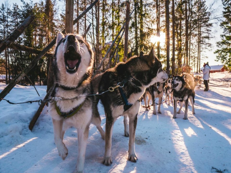 Schlittenhunde in Finnland